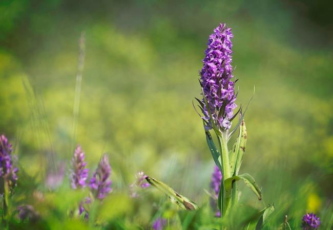 Orchideeënwandeling in de Warandeduinen © Geert Jonckheere