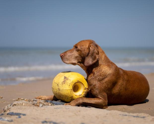 Luc Cassiman Hond Boei